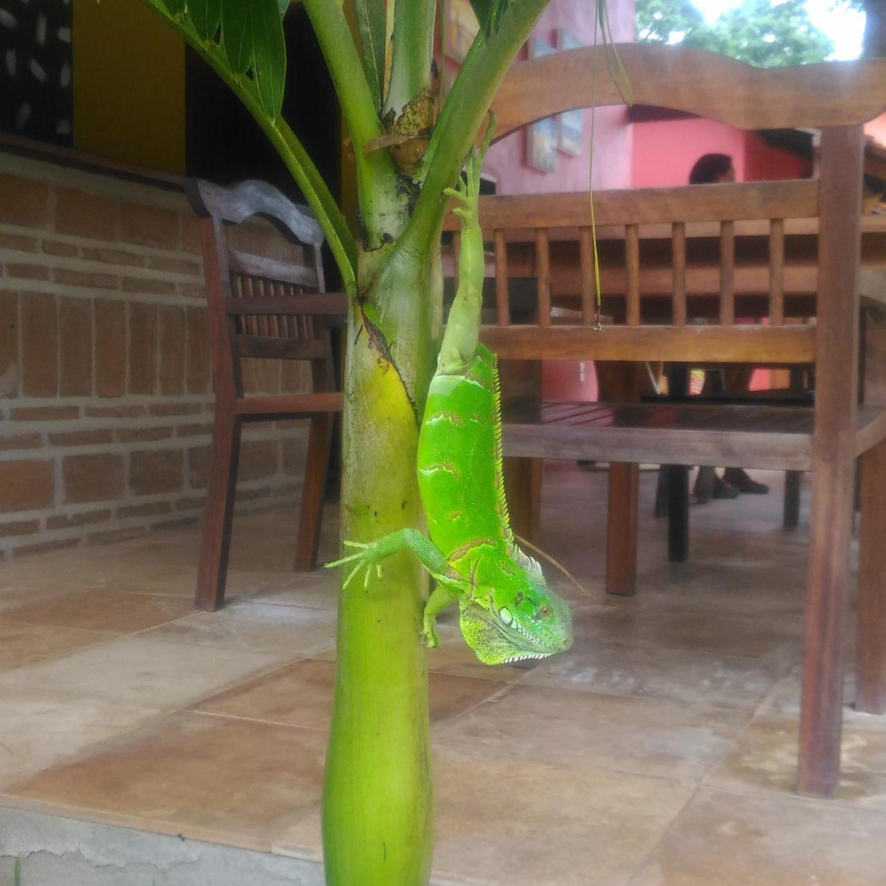 Hotel Pousada Paraiso Dos Ipes Jijoca de Jericoacoara Zewnętrze zdjęcie